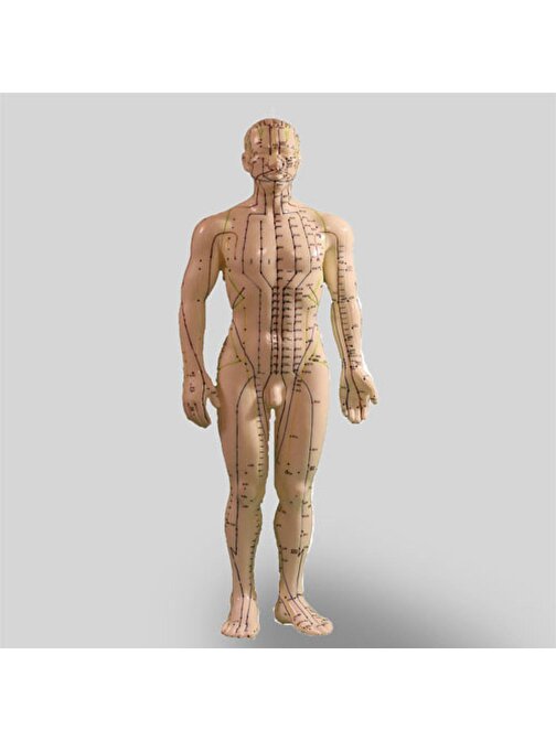 Huramarketing Akupunktur İnsan Modeli Tam Boy 50 Cm
