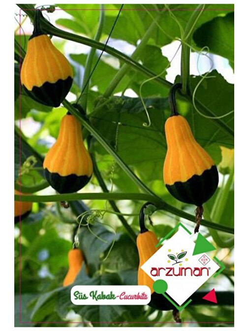 Arzuman Tohum Süs Kabaği Çiçek Tohumu