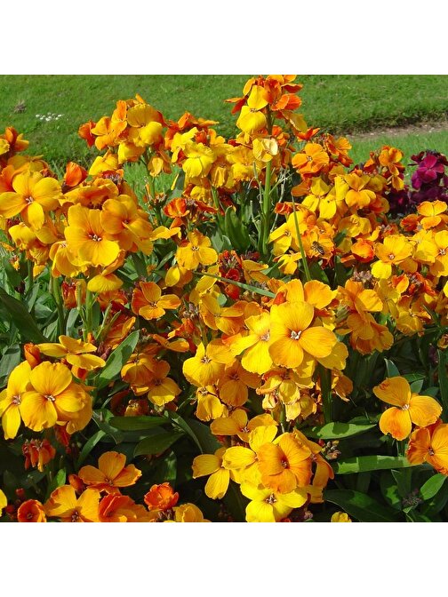 Patika Botanik 100 Adet Şebboy Sarı (Cheiranthus Cheiri) Çiçek Tohumu 100 Adet
