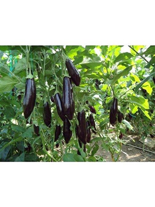 Patika Botanik 1500 Adet Aydın Siyahı Patlıcan Tohumu-Erkenci