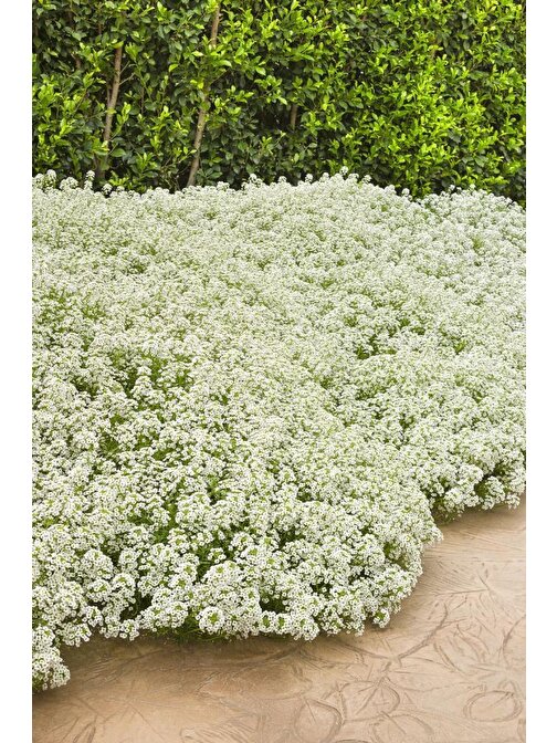 Patika Botanik 250 Adet Beyaz Kraliyet Halısı Çiçek Tohumu (Alyssum Maritimum)
