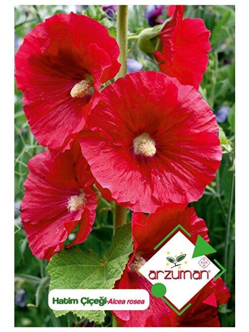 Arzuman 50 Adet Hatim Çiçeği (Alcea Rosea) Çiçek Tohumu