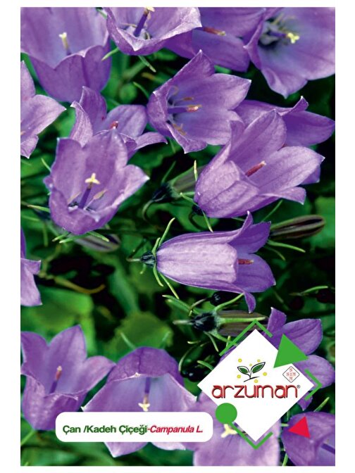 Arzuman 100 Adet Kadeh/Çan (Campanula L.) Çiçek Tohumu