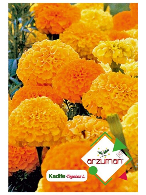 Arzuman 50 Adet Kadife (Tagetes L.) Çiçek Tohumu
