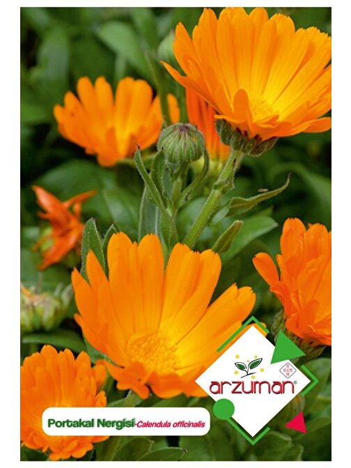 Arzuman 30 Adet Portakal Nergisi - Aynı Sefa (Calendula Officinalis) Çiçek Tohumu