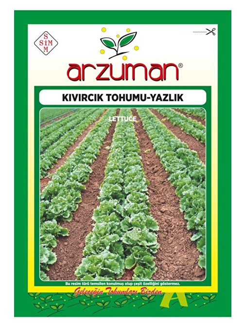 Patika Botanik 7000 Adet Yazlık Kıvırcık Marul Tohumu 10 Gr