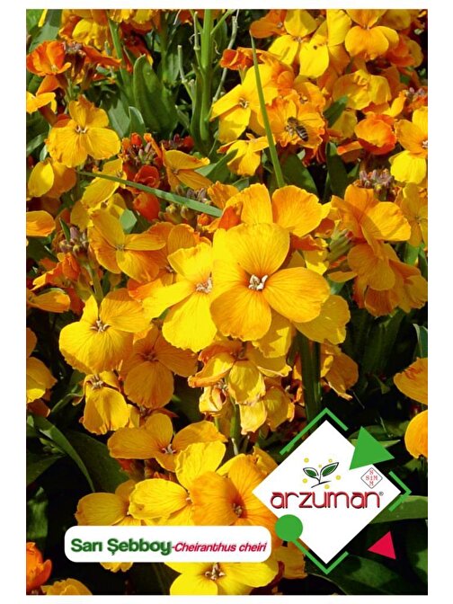 Arzuman 100 Adet Sarı Şebboy (Cheiranthus Cheiri) Çiçek Tohumu