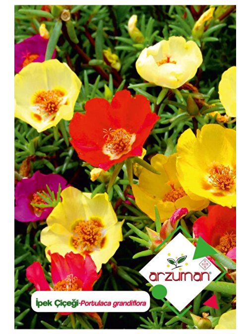 Arzuman 100 Adet İpek - Şellaki (Portulaca Grandiflora) Çiçek Tohumu