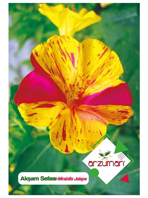 Arzuman 25 Adet Akşam Sefası (Mirabilis Jalapa) Çiçek Tohumu