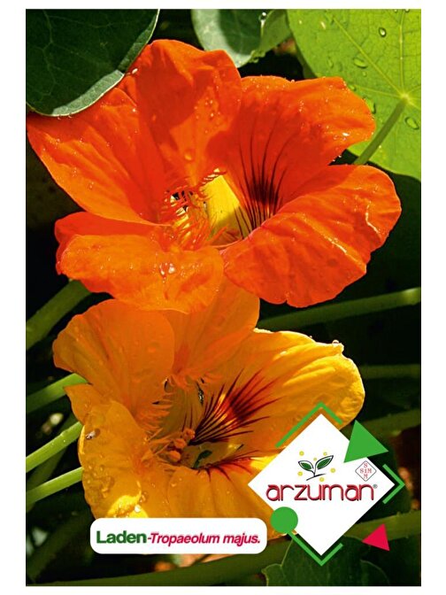 Arzuman 6 Adet Laden (Tropaeolum Majus) Çiçek Tohumu