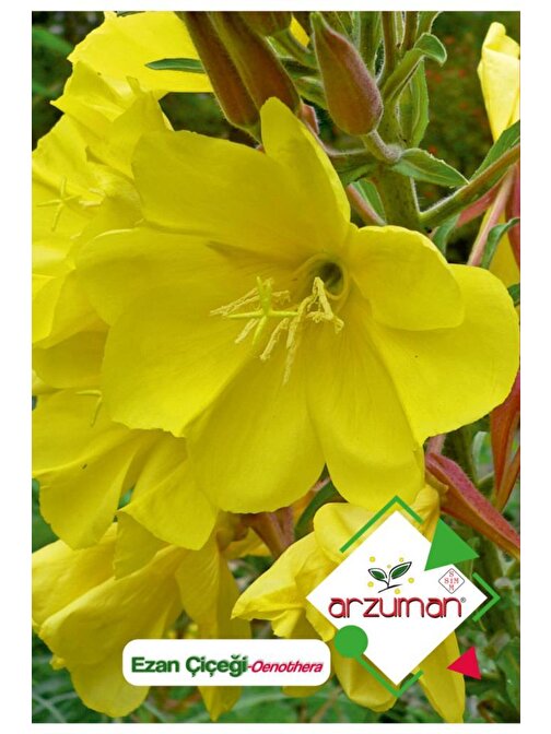 Arzuman 100 Adet Ezan Çiçeği (Oenothera) Çiçek Tohumu