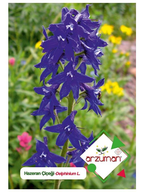 Arzuman 30 Adet Hazeran (Delphinium L.) Çiçek Tohumu