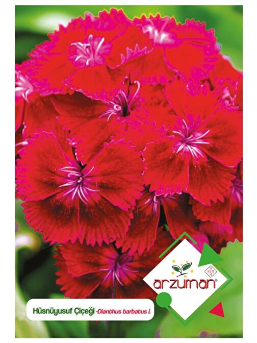 Arzuman 100 Adet Hüsnüyusuf (Dianthus Barbatus L.) Çiçek Tohumu