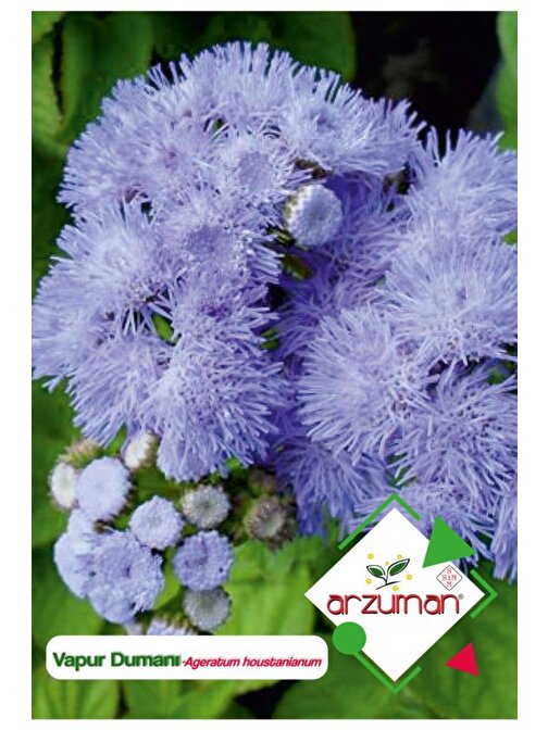 Arzuman 100 Adet Vapur Dumanı (Ageratum Houstanianum) Çiçek Tohumu