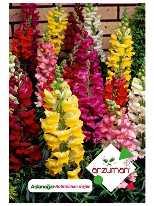 Arzuman 100 Adet Aslanağzı (Antirrhinum Majus) Çiçek Tohumu