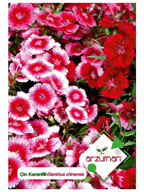 Arzuman 100 Adet Çin Karanfili (Dianthus Chinensis) Çiçek Tohumu