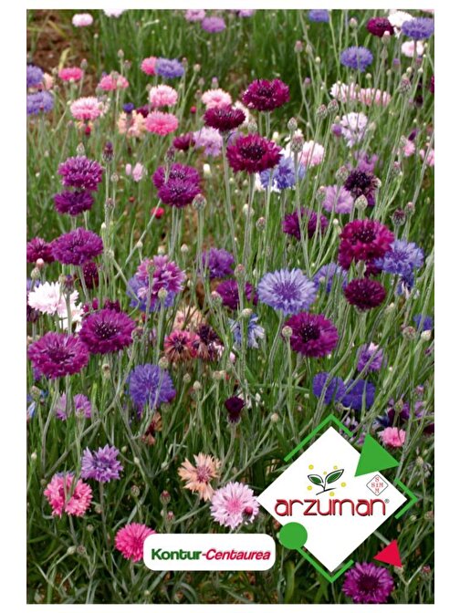 Arzuman 50 Adet Kontur (Centaurea) Çiçek Tohumu