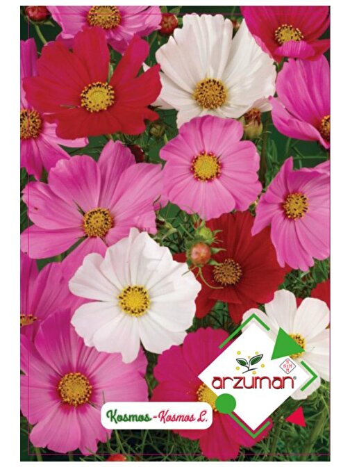 Arzuman Tohum Kosmos Çiçeği (30 Adet)