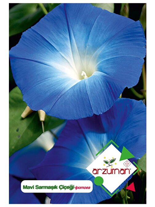 Arzuman 30 Adet Sarmaşık Mavi İri (Ipomoea) Çiçek Tohumu