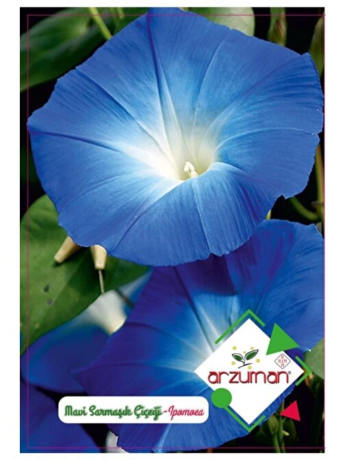 Arzuman Mavi Sarmaşık Çiçeği Tohumu