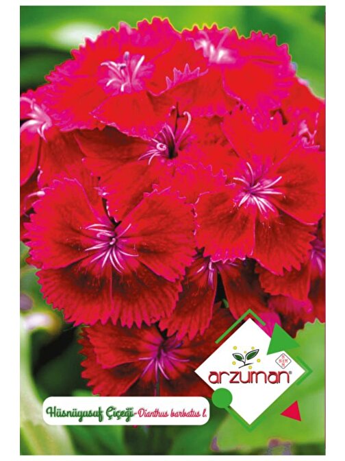 Arzuman Tohum Hüsnüyusuf Çiçeği (100 Adet)