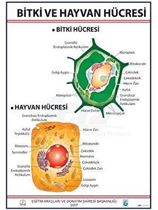 BİTKİ VE HAYVAN HÜCRESİ LEVHASI