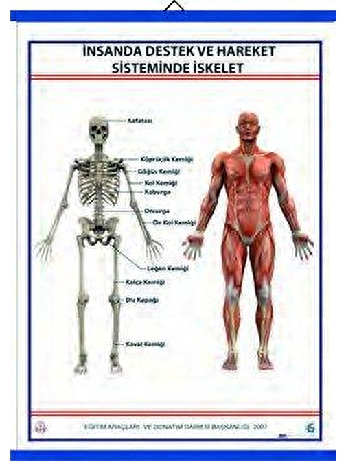 DESTEK VE HAREKET SİSTEMİ (İSKELET) LEVHASI