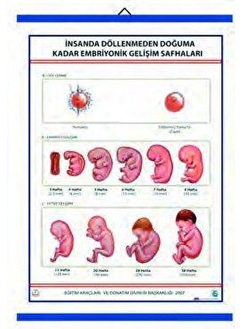 İNSANDA DÖLLENMEDEN DOĞUMA EMBRİYONİK GEL. SAFH. LEV.