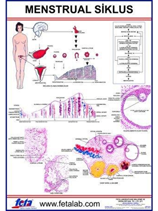 Edulab Menstrual Siklus Eğitim Plakası