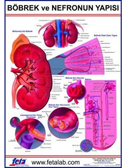 Edulab Nefronun Yapısını Gösteren Eğitim Plakası
