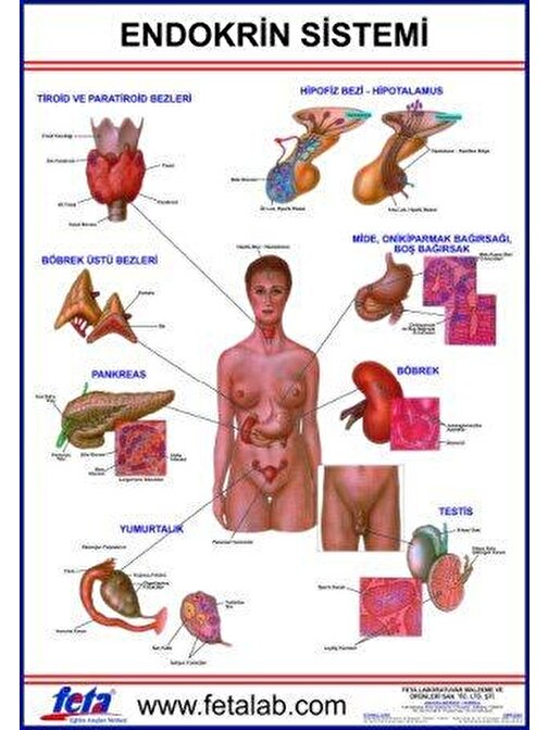 Endokrin Sistem Eğitim Plakası