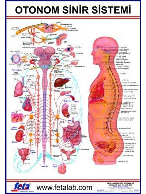 Edulab Otonom Sinirlerin İç Organlar Üzerine Etkilerini Gösteren Eğitim Plakası