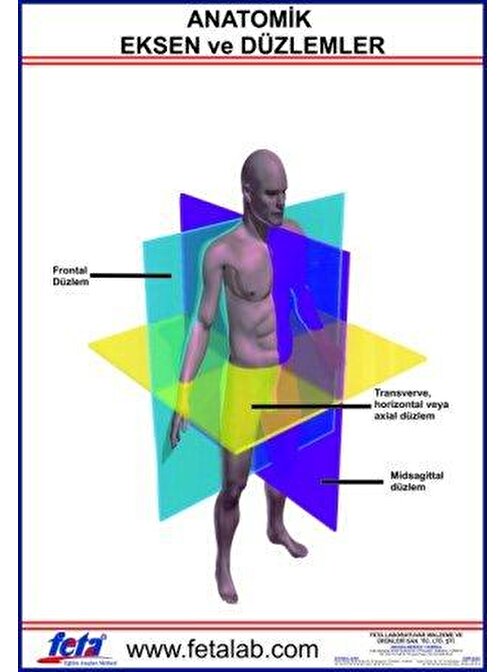 Anatomik Eksen Ve Düzlemleri Gösteren Eğitim Plakası