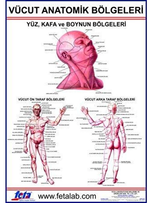 Edulab Vücudun Anatomik Bölümlerini Gösteren Eğitim Plakası