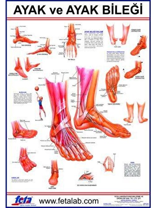 Ayak Ve Ayak Eklemi Eğitim Plakası