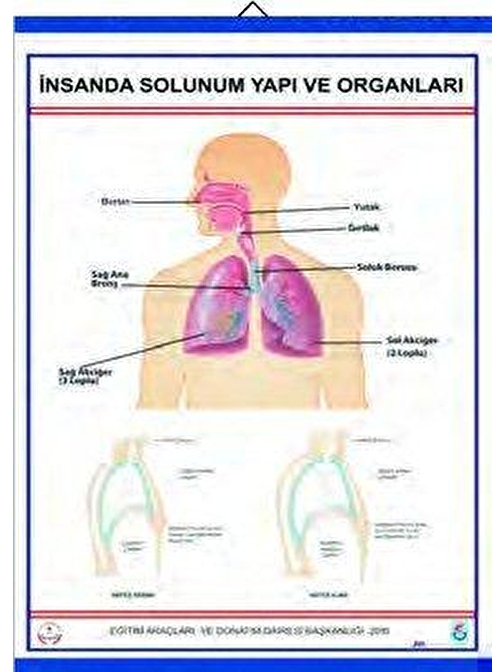 İNSANDA SOLUNUM VE YAPI ORGANLARI