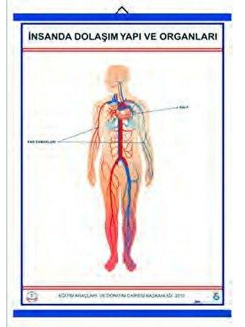İNSANDA DOLAŞIM VE YAPI ORGANLARI