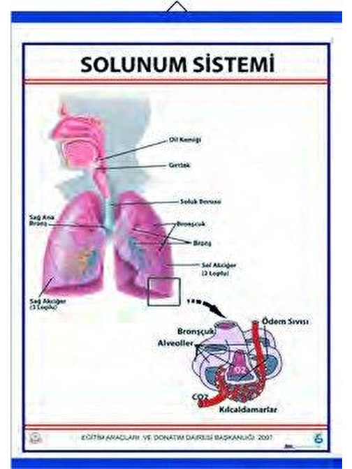 Edulab Solunum Sistemi (Kaplı, 70X100)