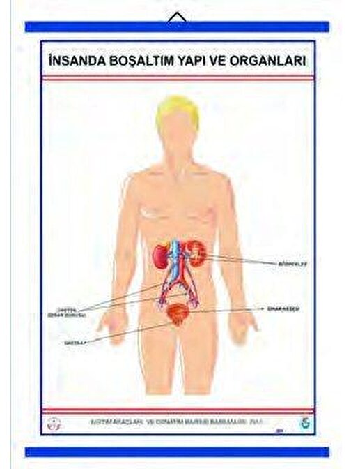 İNSANDA BOŞALTIM YAPI VE ORGANLARI