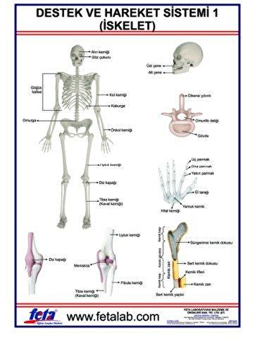 DESTEK VE HAREKET SİSTEMİ İSKELET 1