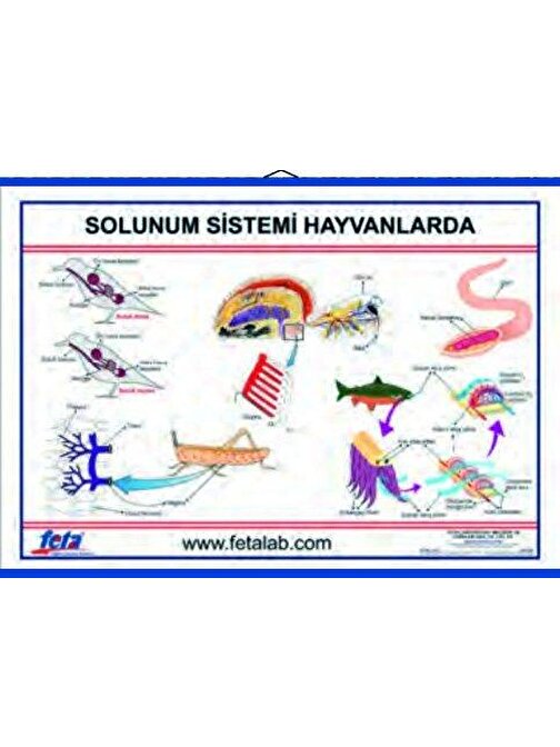 Edulab Solunum Sistemi Levhası (Hayvanlarda)