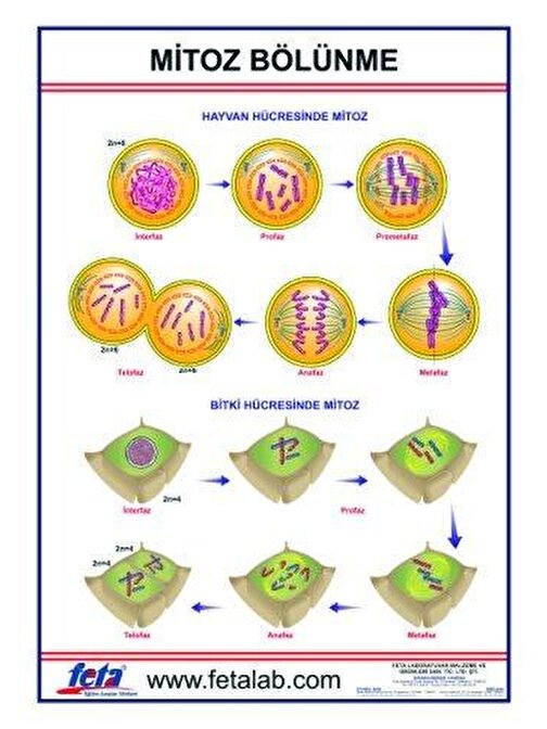 Edulab Mitoz Bölünme Levhası