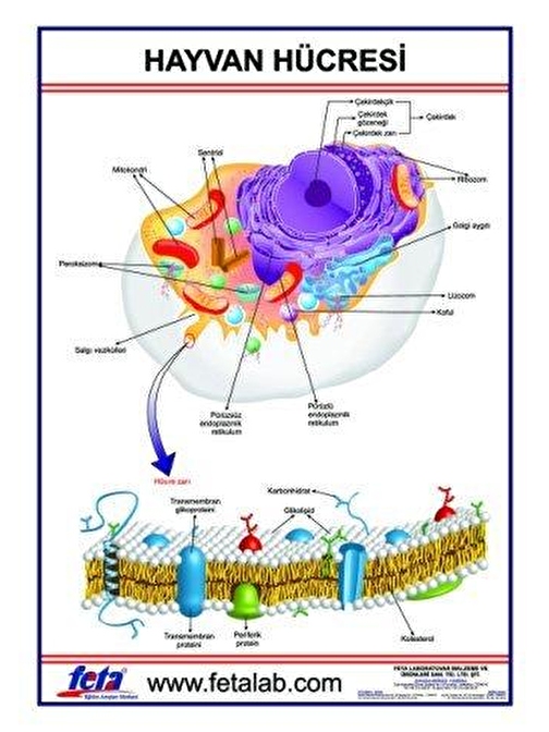 HAYVAN HÜCRESİ LEVHASI