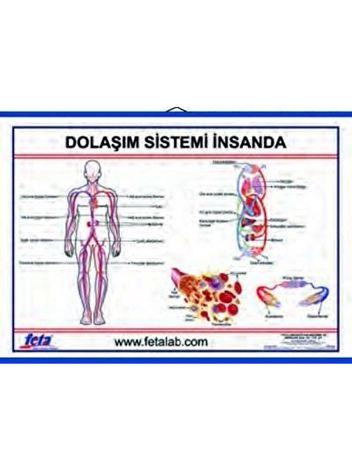 DOLAŞIM SİSTEMİ LEVHASI (İNSANDA)