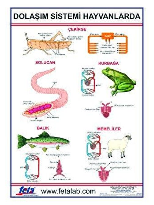 DOLAŞIM SİSTEMİ LEVHASI (HAYVANLARDA)