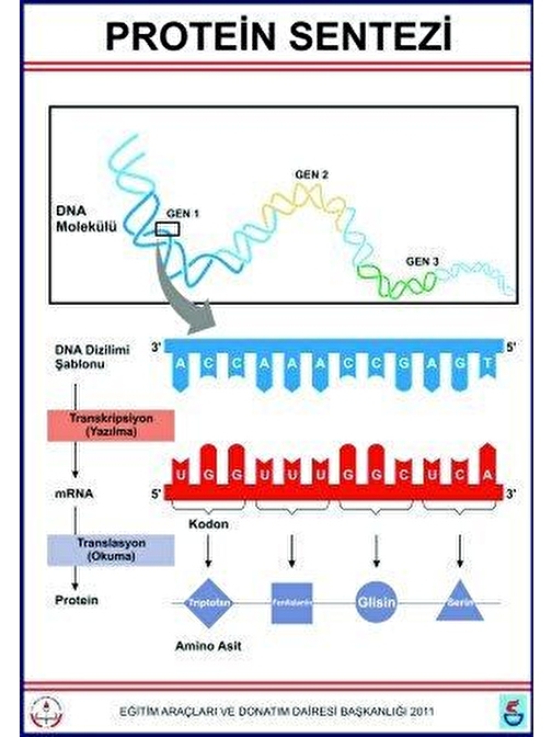 Edulab Protein Sentezi Levhası (70X100 Cm)