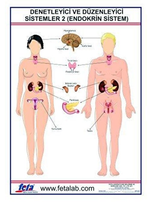 DENETLEYİCİ VE DÜZENLEYİCİ SİSTEM LEVHASI  (ENDOKRİN SİSTEM)"