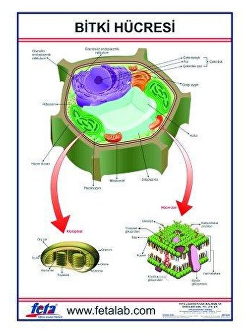 BİTKİ HÜCRESİ LEVHASI