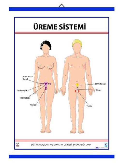 Edulab Üreme Sistemi Levhası (70X100 Cm)