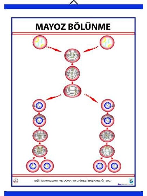 Edulab Mayoz Levhası (70X100 Cm)